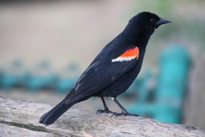 It's a bird! Get it? TWITTER? Eh. Everyone's a critic.