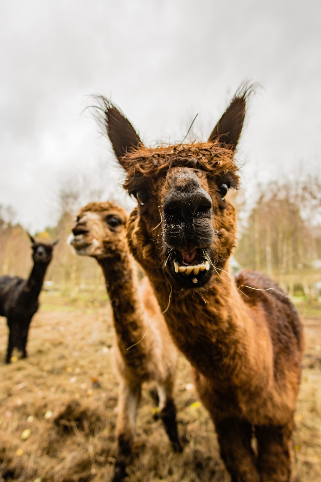 #AtoZChallenge: Lackadaisical