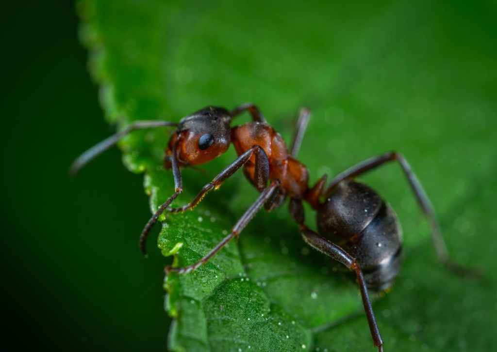 #FridayThoughts: Ants on a&nbsp;leaf